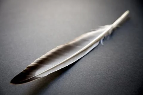 Feather on gray background Stock Photos