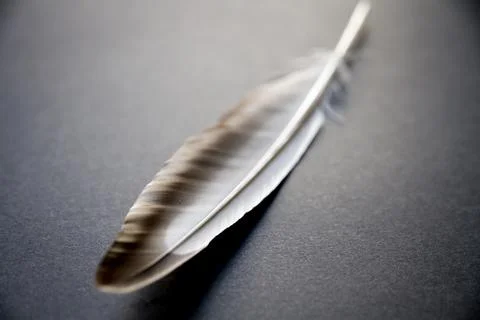 Feather on gray background Stock Photos