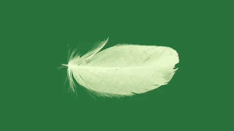 A feather on green screen and white green screen elements motion illustration Stock Footage 335992574