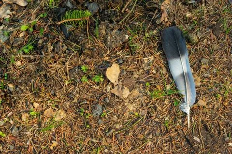 Feather on ground Stock Photos