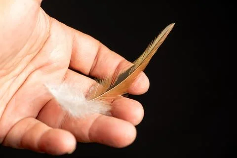 Feather in hand, a beautiful multicolored feather in a human hand on a blac.. Stock Photos