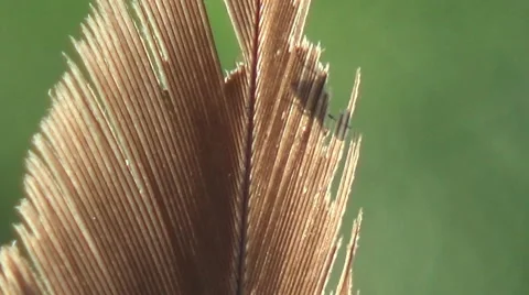 Feather hawk,  kayaking 動画素材 50363963