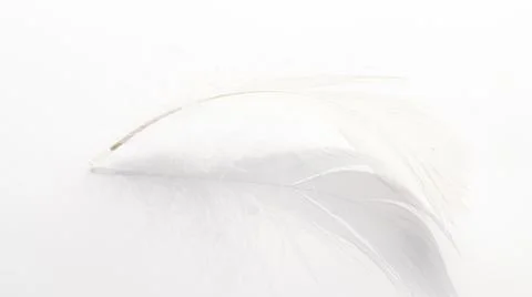 Feather isolated. Abstract bird feather texture closeup on white background i Stock Photos