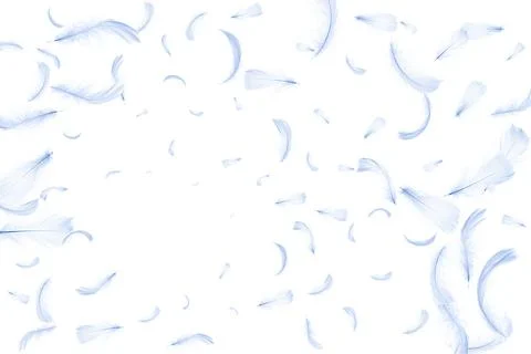 Feather isolated. Abstract bird feather texture closeup falling on white back Stock Photos