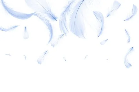 Feather isolated. Abstract bird feather texture closeup falling on white back Stock Photos