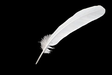 Feather isolated on black background. Stock Photos