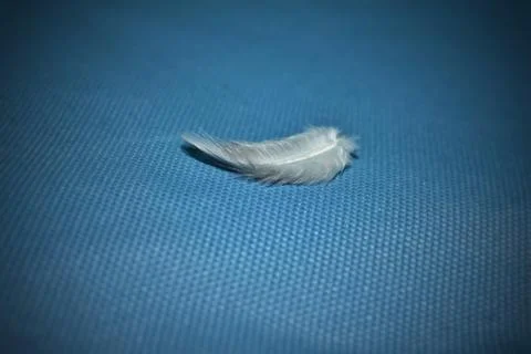 Feather isolated on a blue background 스톡 사진