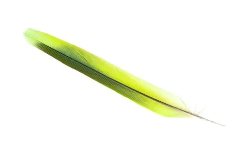 Feather isolated Stock Photos