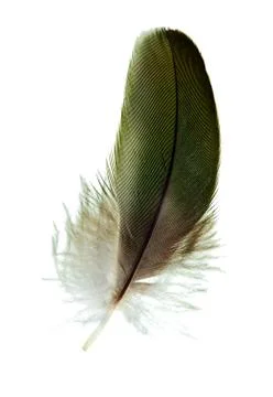 Feather isolated Stock Photos