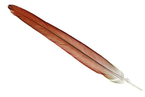 Feather isolated Foto stock