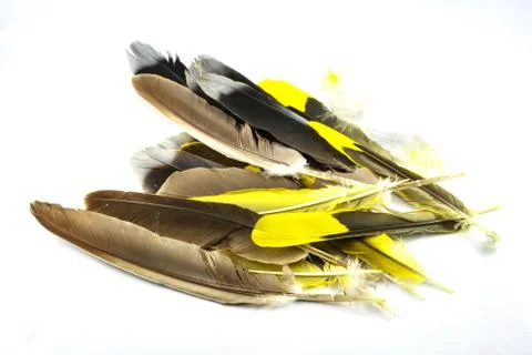 Feather isolated / pile of real feather yellow and black from nature bird iso Stock Photos