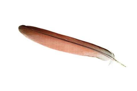 Feather isolated on a pure white background Stock Photos