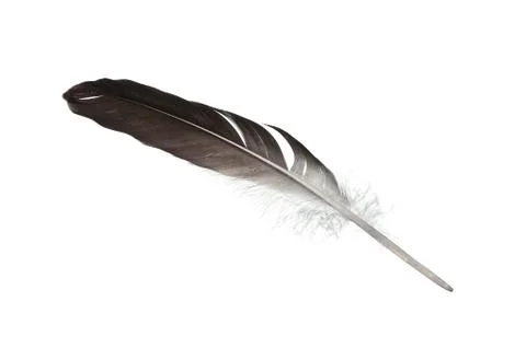 Feather isolated on white background Stock-Fotos