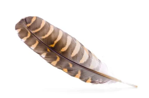 Feather isolated on white background Stock Photos