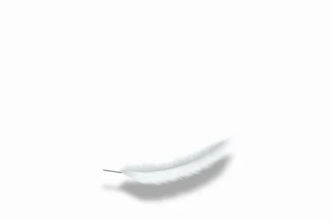 Feather Landing NTSC Stock-Footage 451288