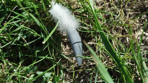 Feather on a lawn Stock Photos