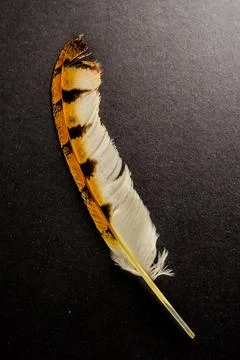 A feather is laying on a black surface Foto stock