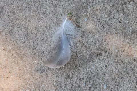 A feather laying on the ground Stock Photos