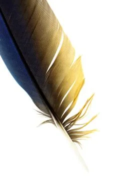 Feather of macaw Stock Photos
