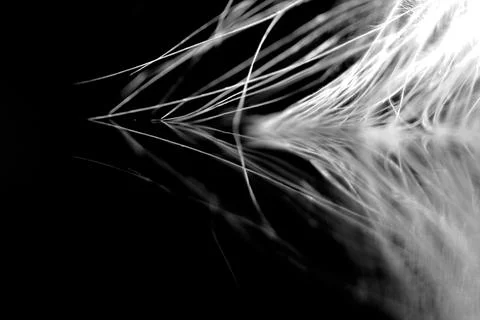 Feather (macro abstract) Stock Photos