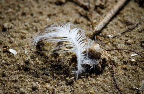 Feather macro on the beach Stock Photos