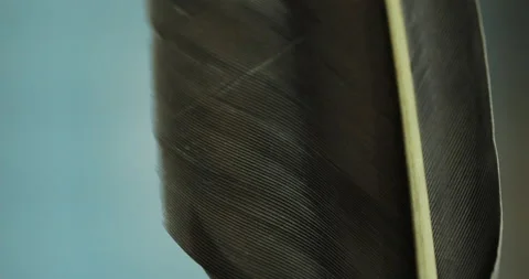 Feather macro shot Stock Footage 177316253