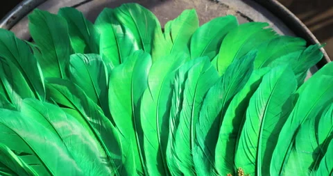 Feather macro shot 動画素材 335618071