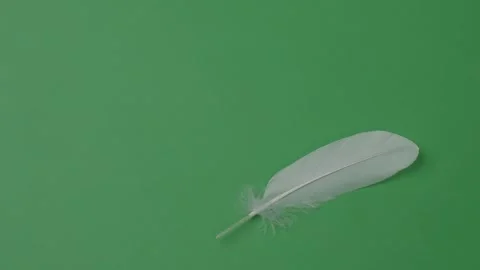 Feather movement on a green screen chrom... | Stock Video | Pond5