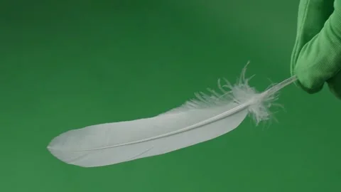 Feather movement on a green screen chrom... | Stock Video | Pond5