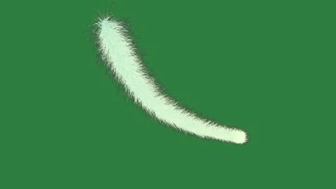 Feather Moving Motion Graphic Overlay Stockbeeldmateriaal 338016796