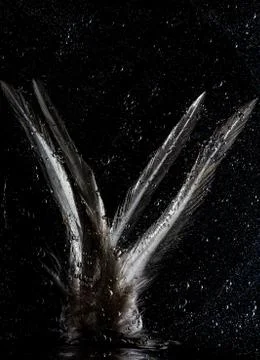 Feather in Outer Space bubbles Stock-Fotos