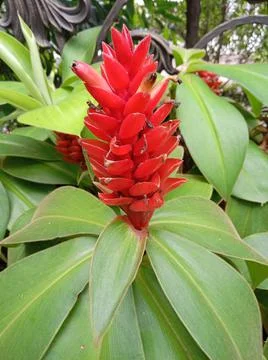 Feather Pacing Fotos de archivo