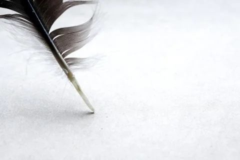 Feather On Paper Stock Photos