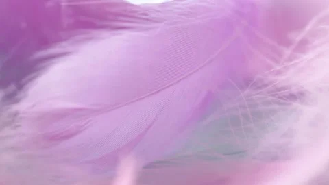 Feather Pattern  Background. gentle pastel colors and airy light Stock Footage 327314355