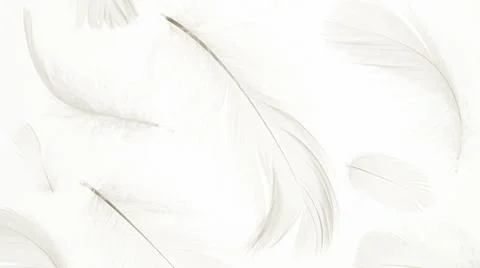 Feather pattern concept. Multicoloured pastel angel feather closeup texture o Stock Photos