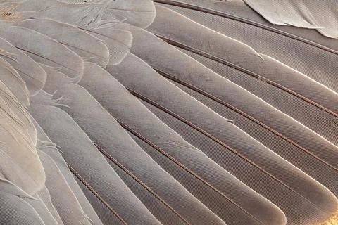 Feather pattern in high magnification closeup Foto stock