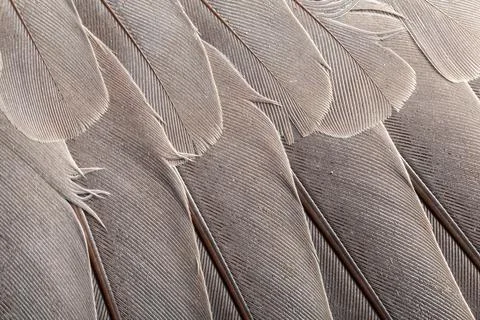 Feather pattern in high magnification closeup Stock Photos