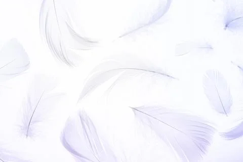 Feather pattern. Nature bird feather texture closeup on white in macro photog Stock Photos
