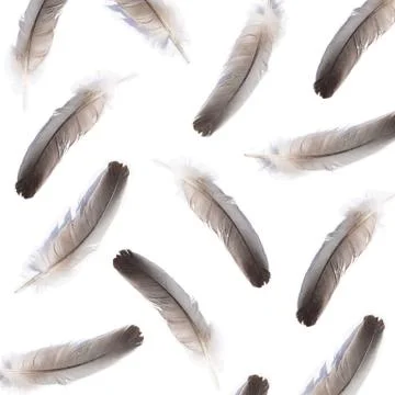 Feather pattern Фото