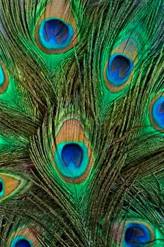 Feather of a peacock Stock Photos