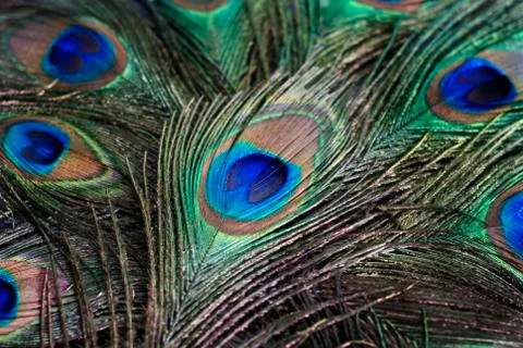 Feather of a peacock Stock Photos