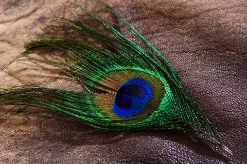 Feather peacock Stock Photos