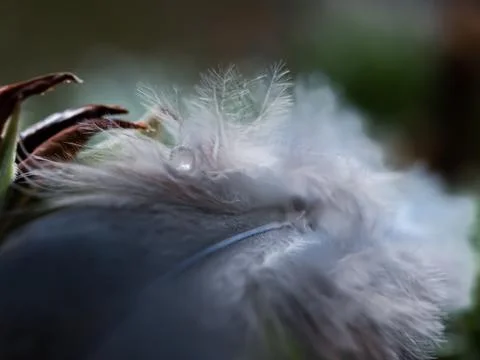 Feather with pearl Stock Photos