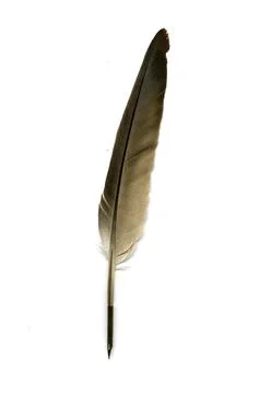 Feather pen on white background Stock Photos