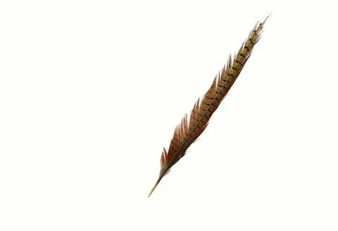 Feather with pheasant tail on a white background. Stock Photos