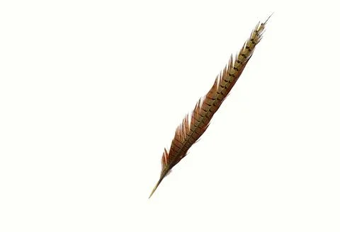 Feather with pheasant tail on a white background. Stock Photos