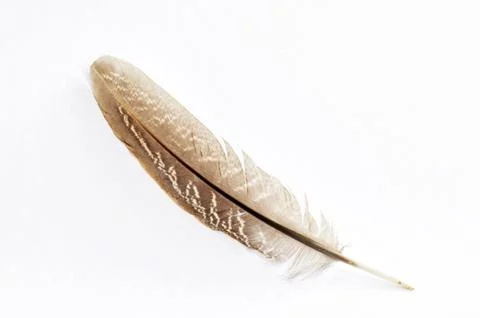 Feather Stock Photos