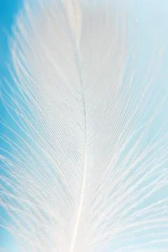 Feather Stock Photos