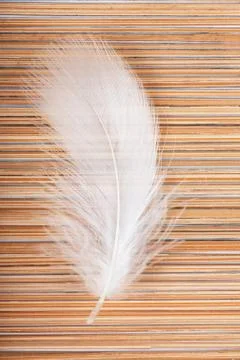 Feather Foto stock