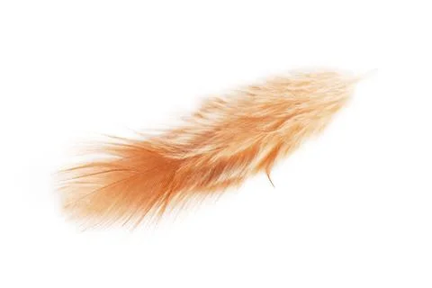 Feather Stock Photos